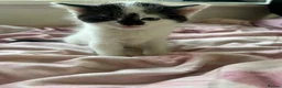 Mixed Breed cats for sale: Babies looking for lifetime homes  in Birmingham - Advert 12