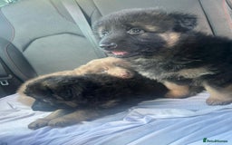 German Shepherd dogs for sale: KC REG GSD PUPPIES FULLY SCORED AND TESTED PARENTS - Image 14