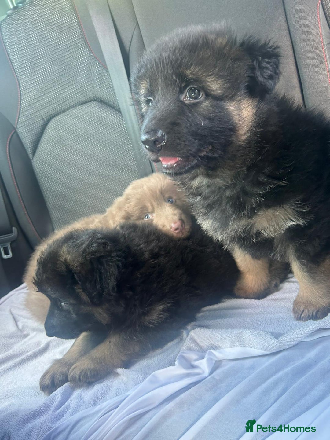German Shepherd dogs for sale: KC REG GSD PUPPIES FULLY SCORED AND TESTED PARENTS - Image 14