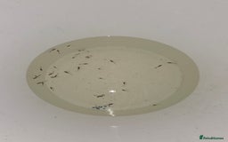 Live Bearers fish for sale: Guppies - Image 3