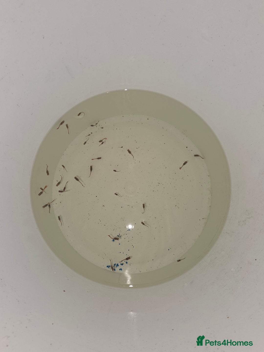 Live Bearers fish for sale: Guppies - Image 3