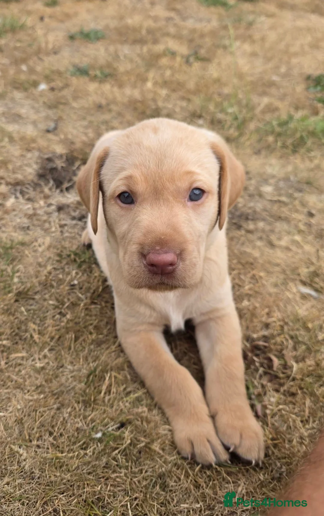 Labrador Retriever dogs for sale: Exceptional Kc registered Labrador male - Advert 2