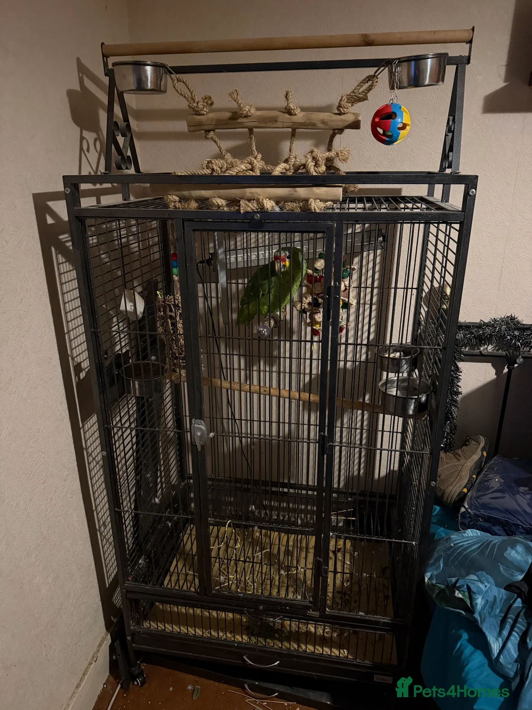 Parrots birds for sale: Red lored Amazon parrot  - Advert 4