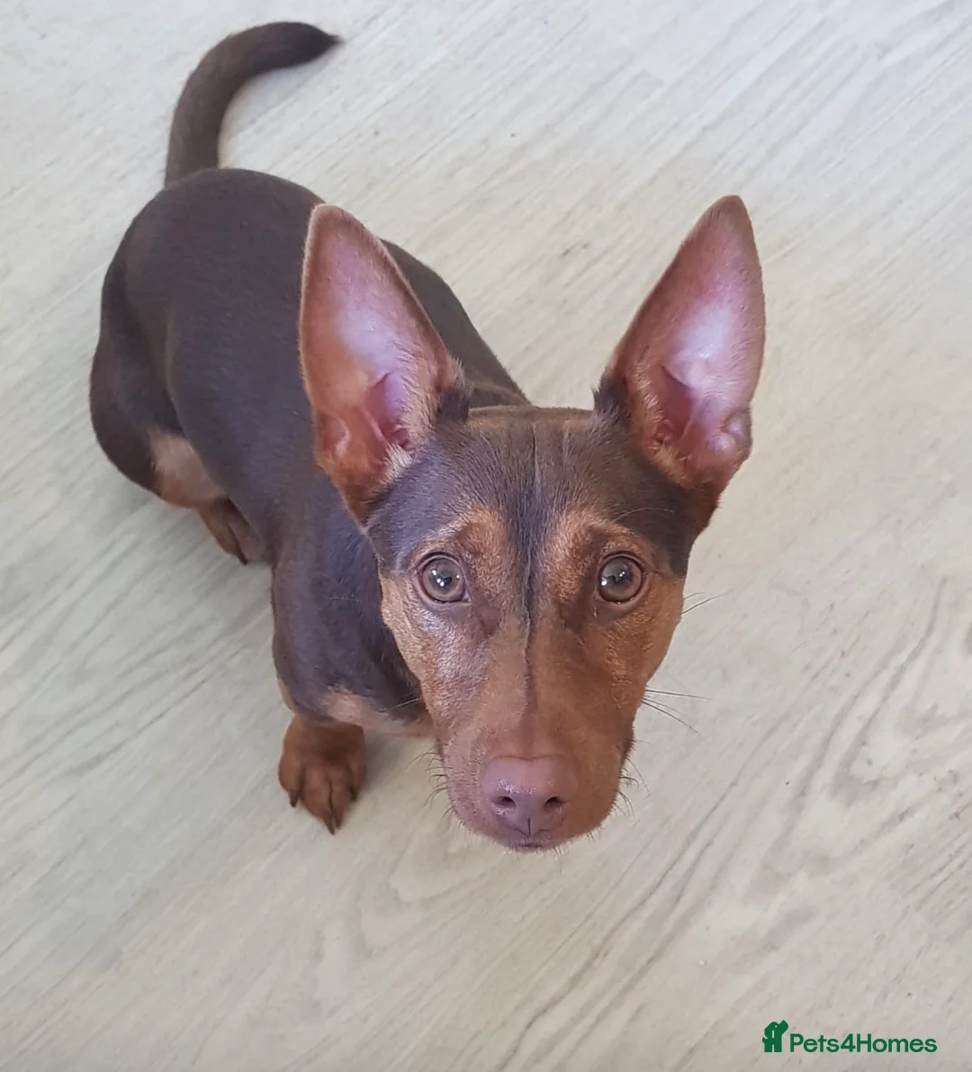 Miniature Pinscher dogs for sale: 🐾 Loving home needed for small dog 🐶 - Advert 1