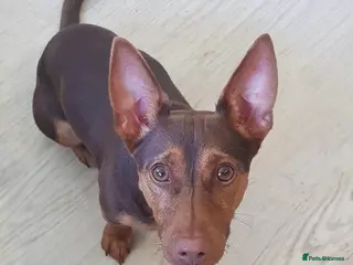 Miniature Pinscher dogs 🐾 Loving home needed for small dog 🐶 - Advert 1