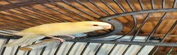 Parakeets birds for sale: BEAUTIFUL kAKARIKIS - Advert 8