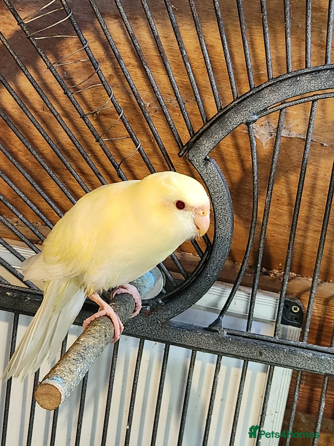 Parakeets birds for sale: BEAUTIFUL kAKARIKIS - Advert 8