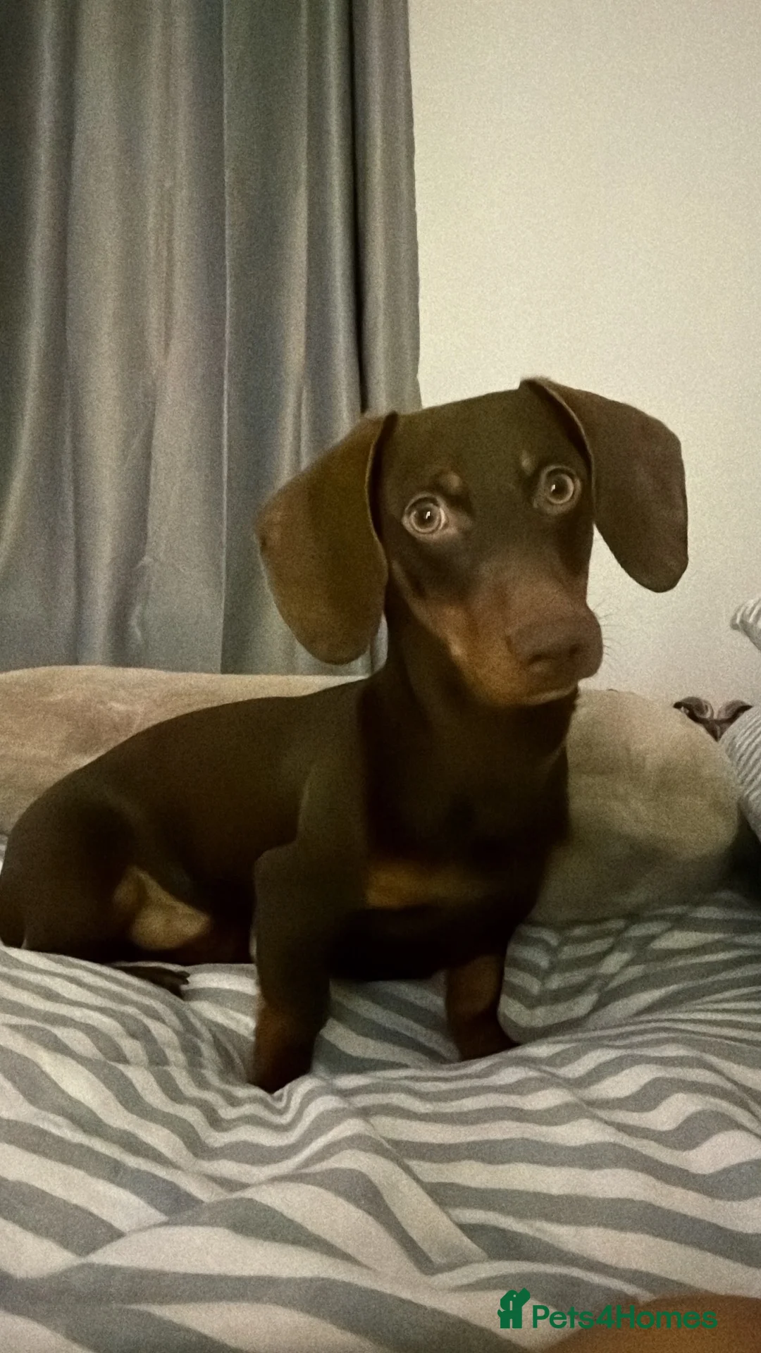 Dachshund dogs for sale: 10 month dachshund male M - Advert 4