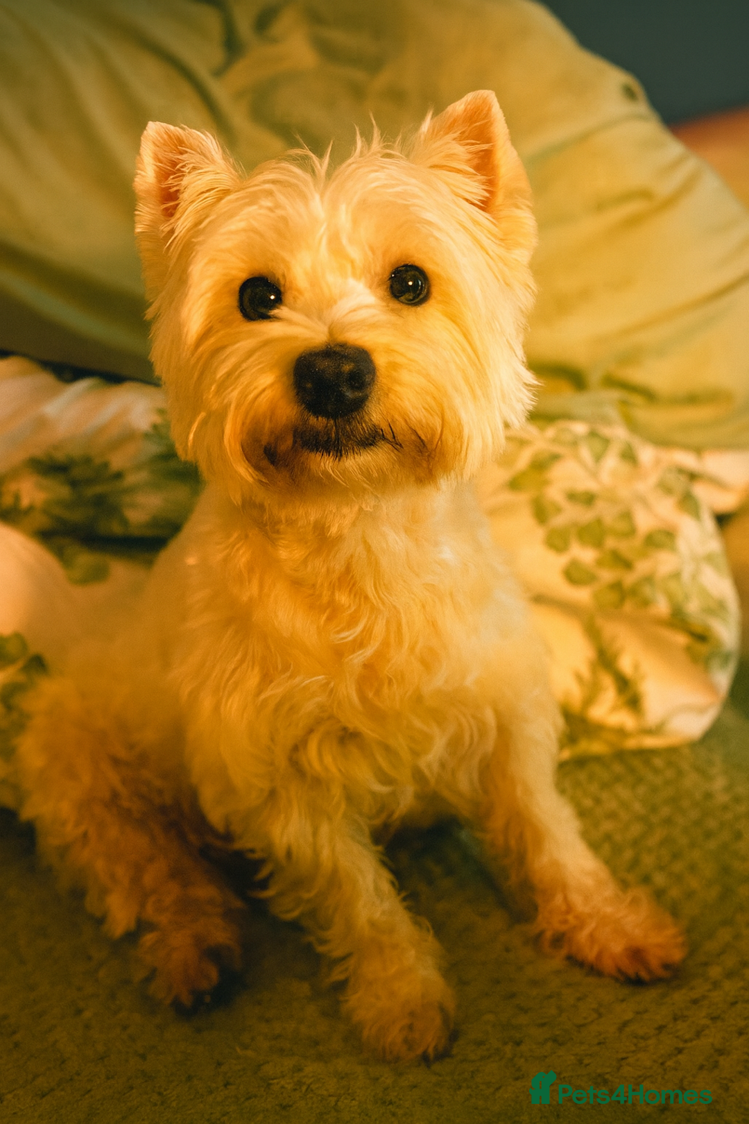 West Highland Terrier dogs for sale: Only 4 Westie Puppies Left – Ready for Homes Now! - Advert 2