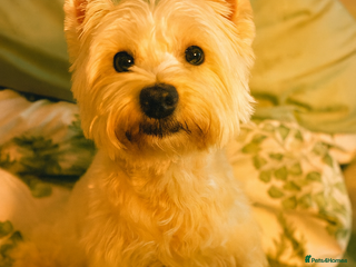 West Highland Terrier dogs Only 4 Westie Puppies Left – Ready for Homes Now! - Advert 5