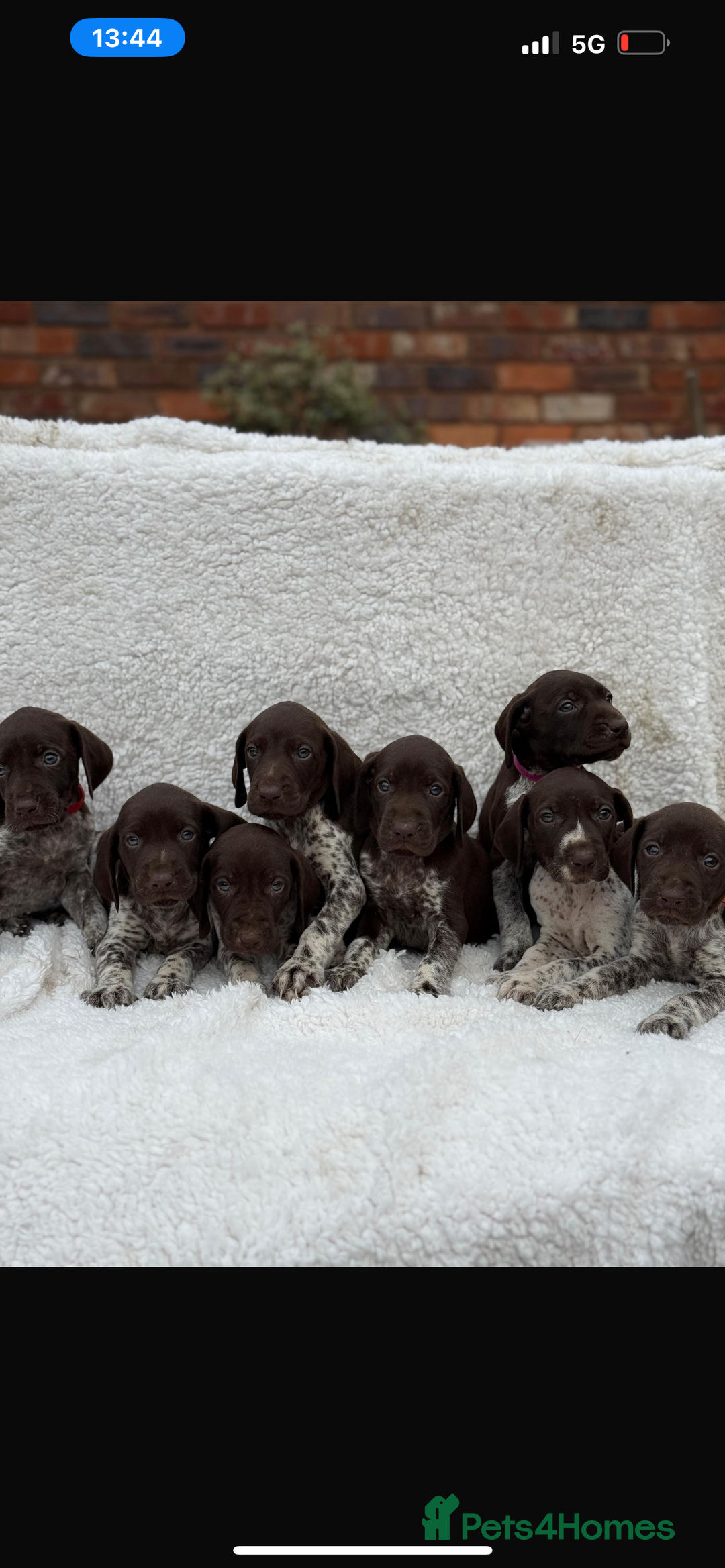 German Shorthaired Pointer dogs for sale: KC registered German Shorthair Pointer Puppy - Advert 17
