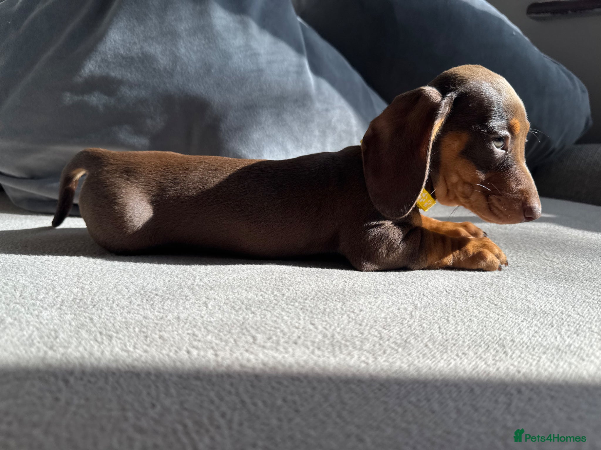 Miniature Dachshund dogs Adorable tiny puppies  - Advert 2