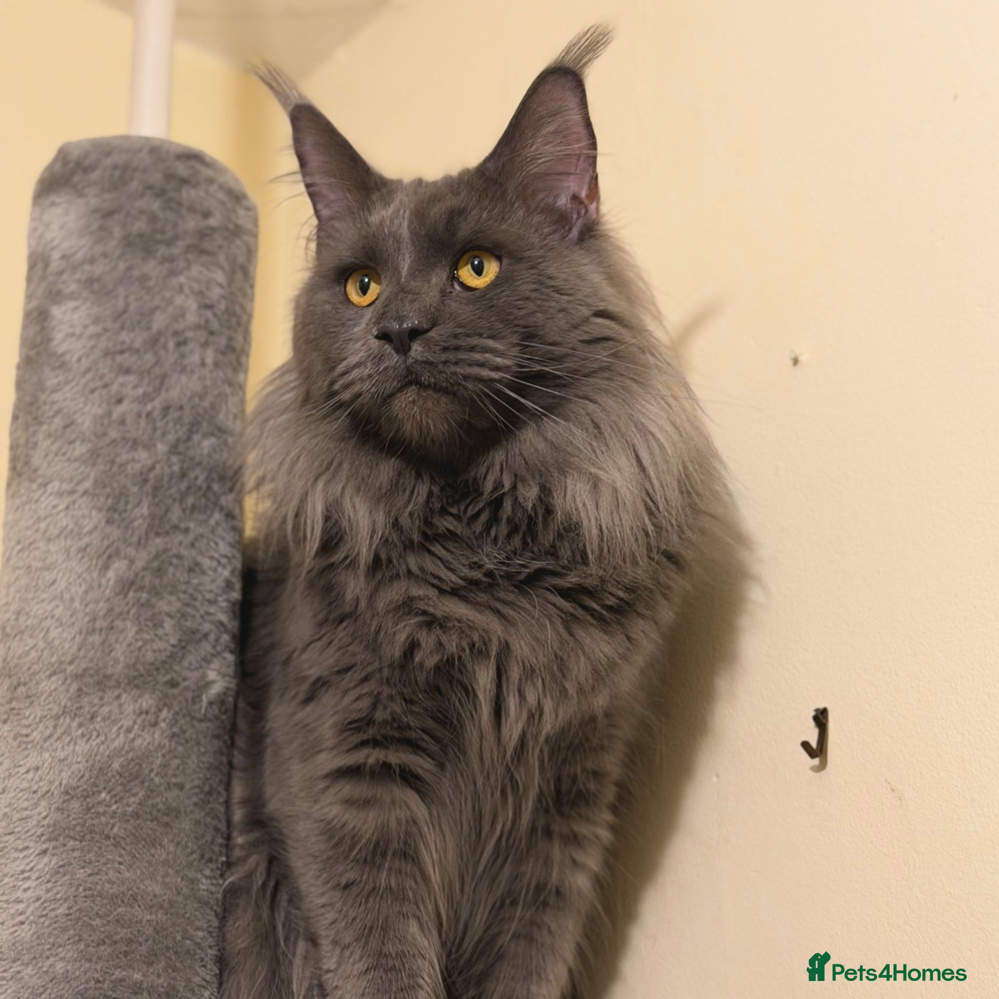 Maine Coon cats for stud: Champion Lines - Proven, Gentle - Blue Smoke - Advert 9