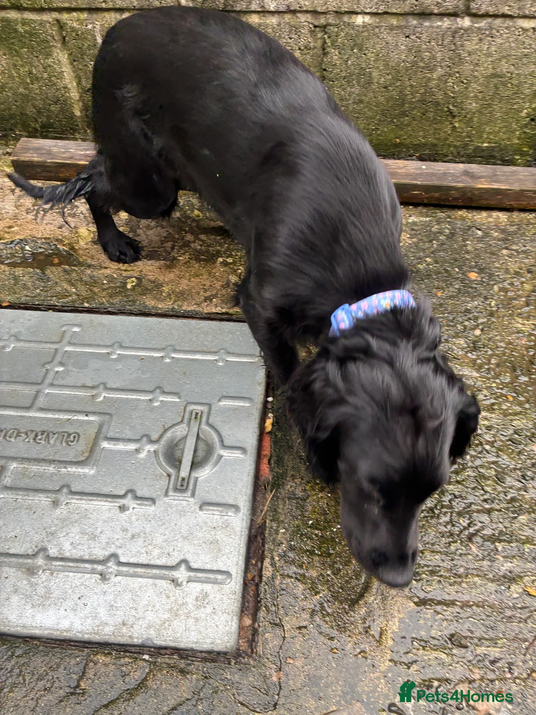 Sprocker dogs for sale: 12 month female sprocker - Advert 2