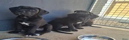 Cane Corso dogs for sale: CANE CORSO PUPPIES - Advert 13