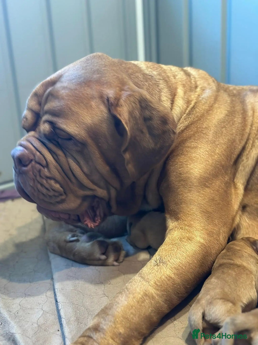 Dogue De Bordeaux dogs for sale: Perfect Dogue de Bordeaux puppies for sale. - Advert 10