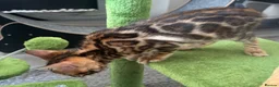 Bengal cats for sale: Pure bred Glitter Coat Bengal Kittens  - Advert 7