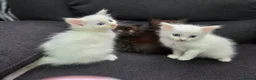 Mixed Breed cats for sale: Maine Coon x Ragdoll Kittens - Advert 3