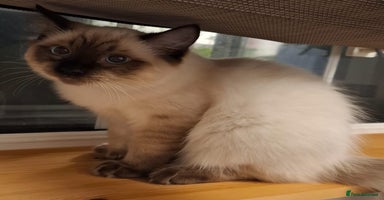 Ragdoll cats - Advert 7