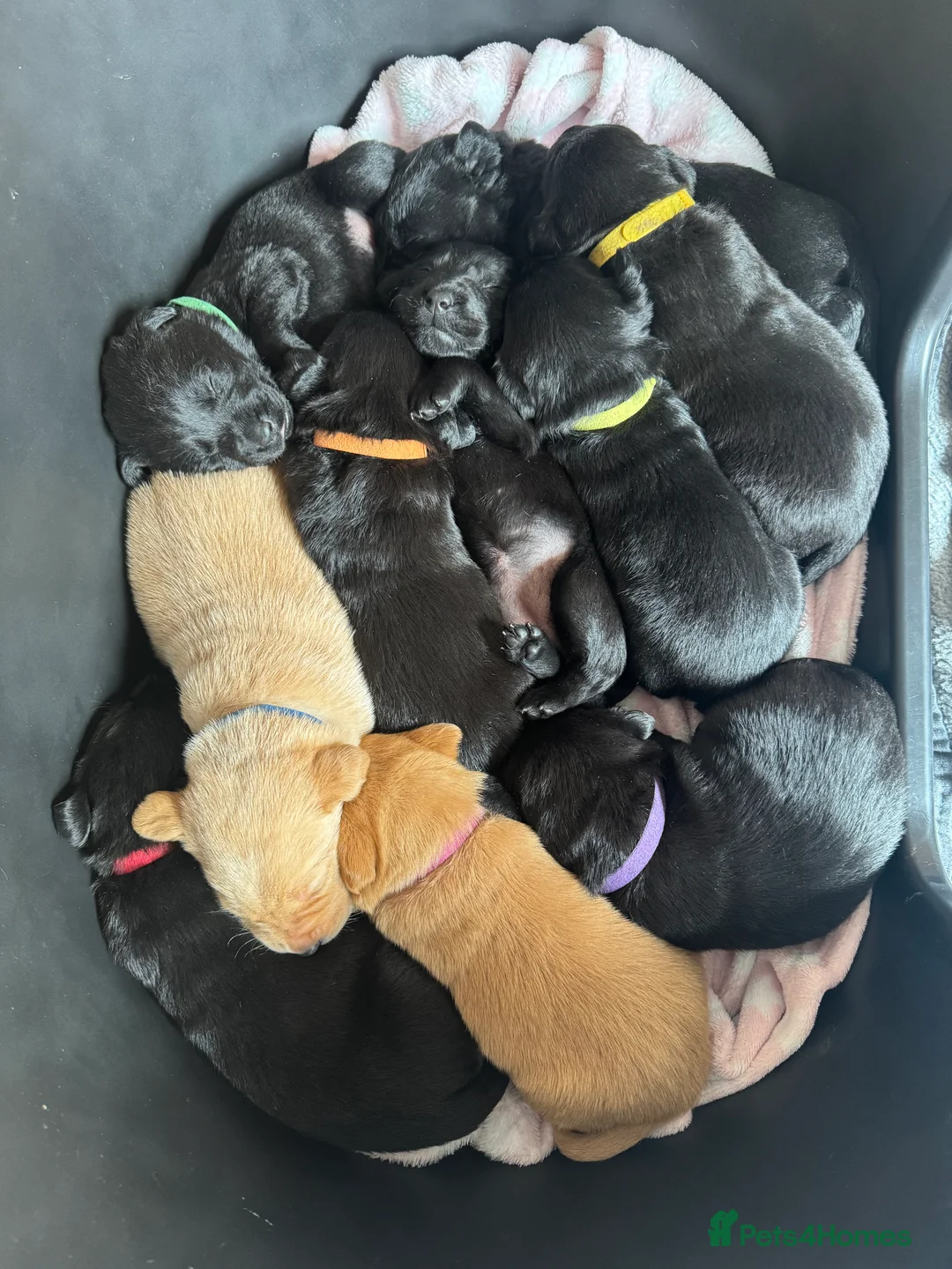 Labrador Retriever dogs for sale: Labrador puppies looking for their forever homes  - Advert 2