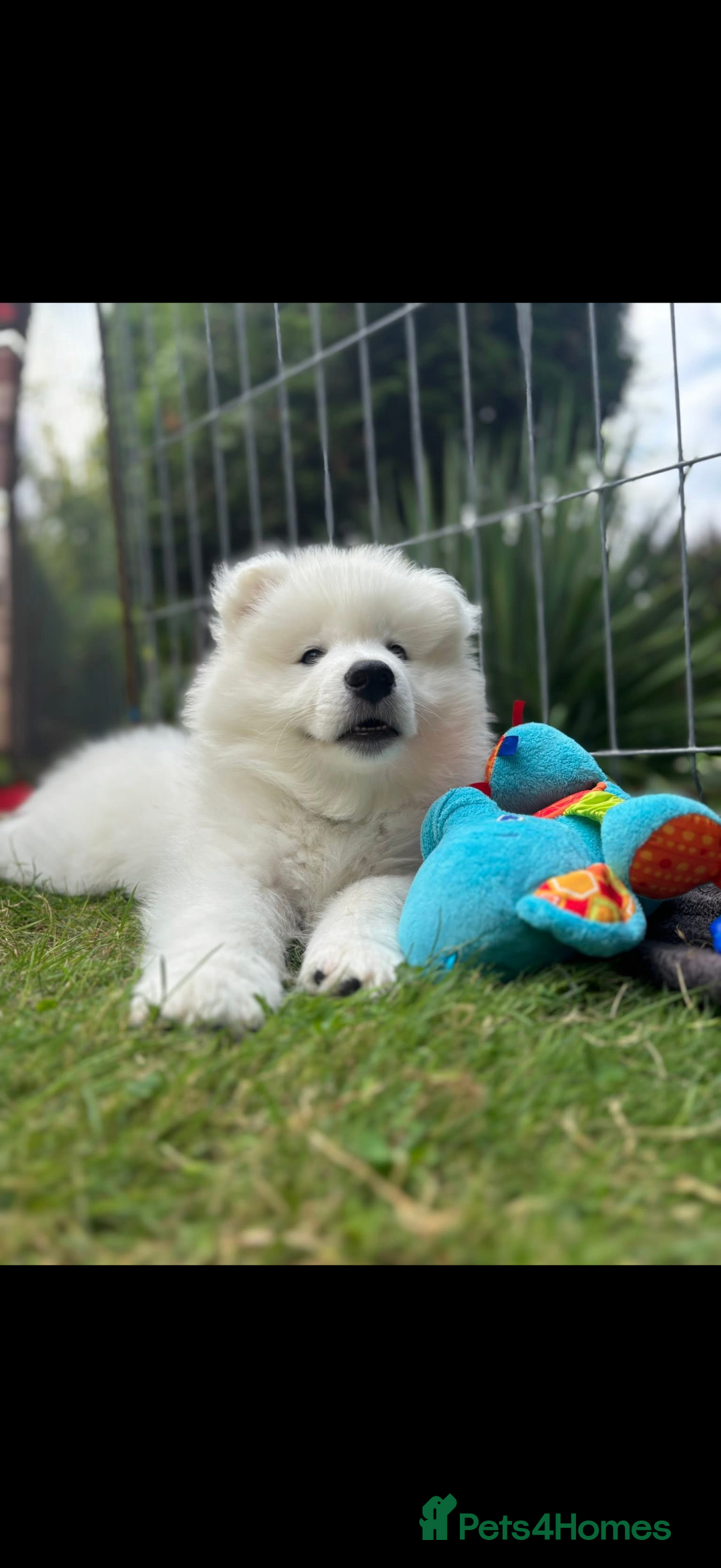 Samoyed dogs for sale: Samoyed puppy - Advert 3
