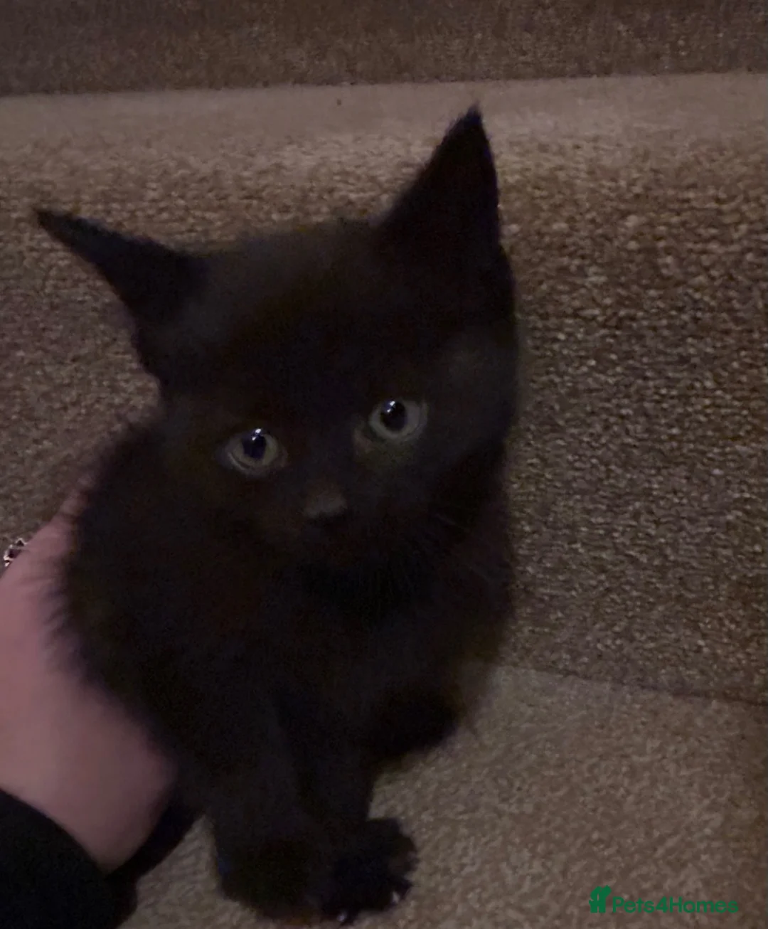 Mixed Breed cats for sale: Black kittens  in Penicuik - Advert 5
