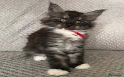 Maine Coon cats for sale: MaineCoon Kittens Black Smoke 1 Boy & 2 Girls - Image 12