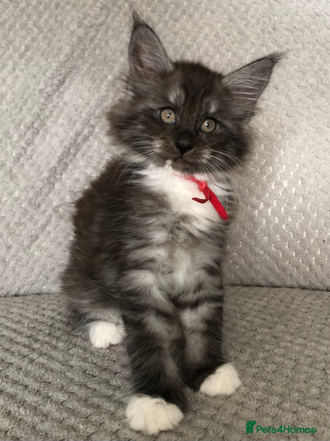 Maine Coon cats for sale: MaineCoon Kittens Black Smoke 1 Boy & 2 Girls - Image 12