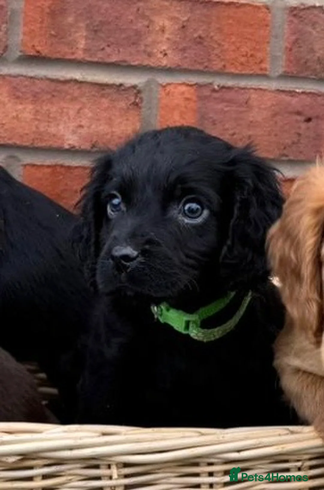 Cocker Spaniel dogs for sale: Ready Now- Working Cocker Spaniel Puppies - Advert 4