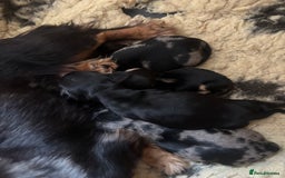 Miniature Dachshund dogs for sale: BEAUTIFUL KC REG AND PRA CLEAR MINIS - Image 9