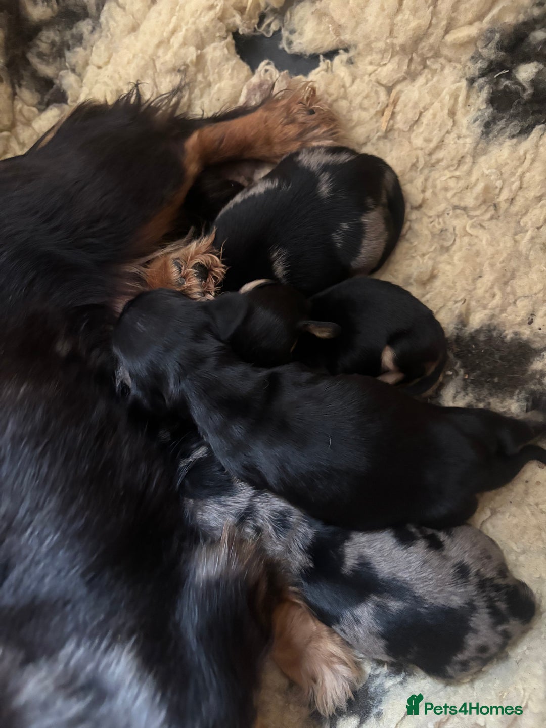 Miniature Dachshund dogs for sale: BEAUTIFUL KC REG AND PRA CLEAR MINIS - Image 9