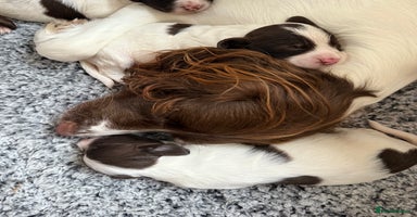 English Springer Spaniel dogs - Advert 9