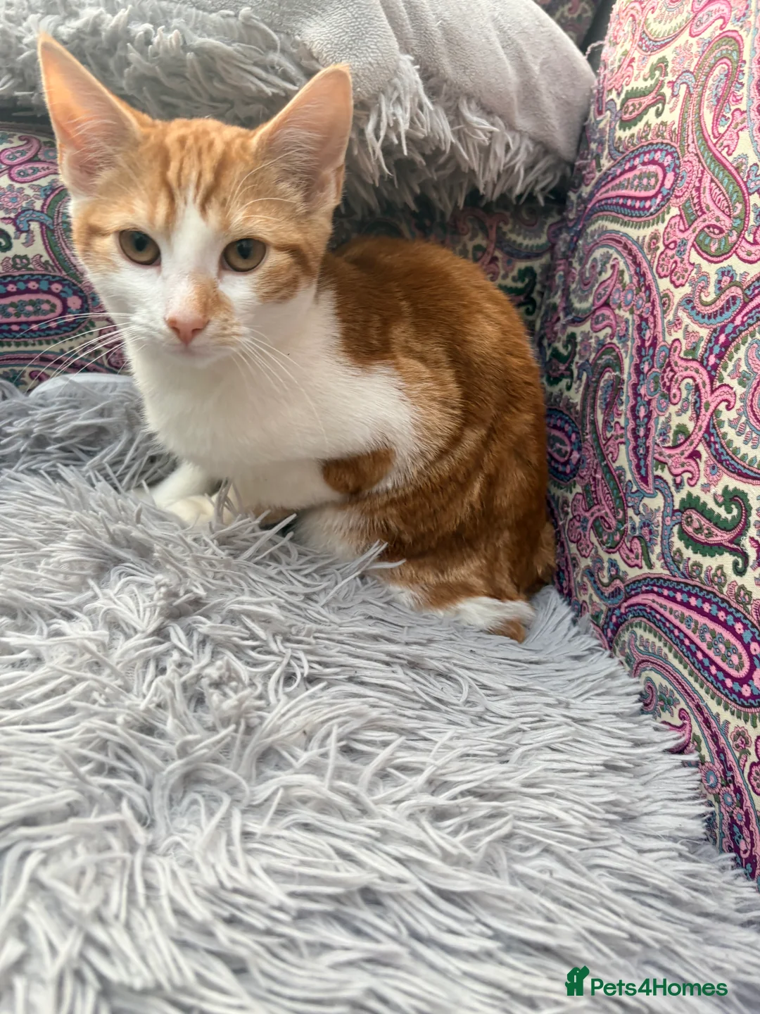 Domestic Shorthair cats for sale: Gorgeous boy ready to leave!  in Birmingham - Advert 2