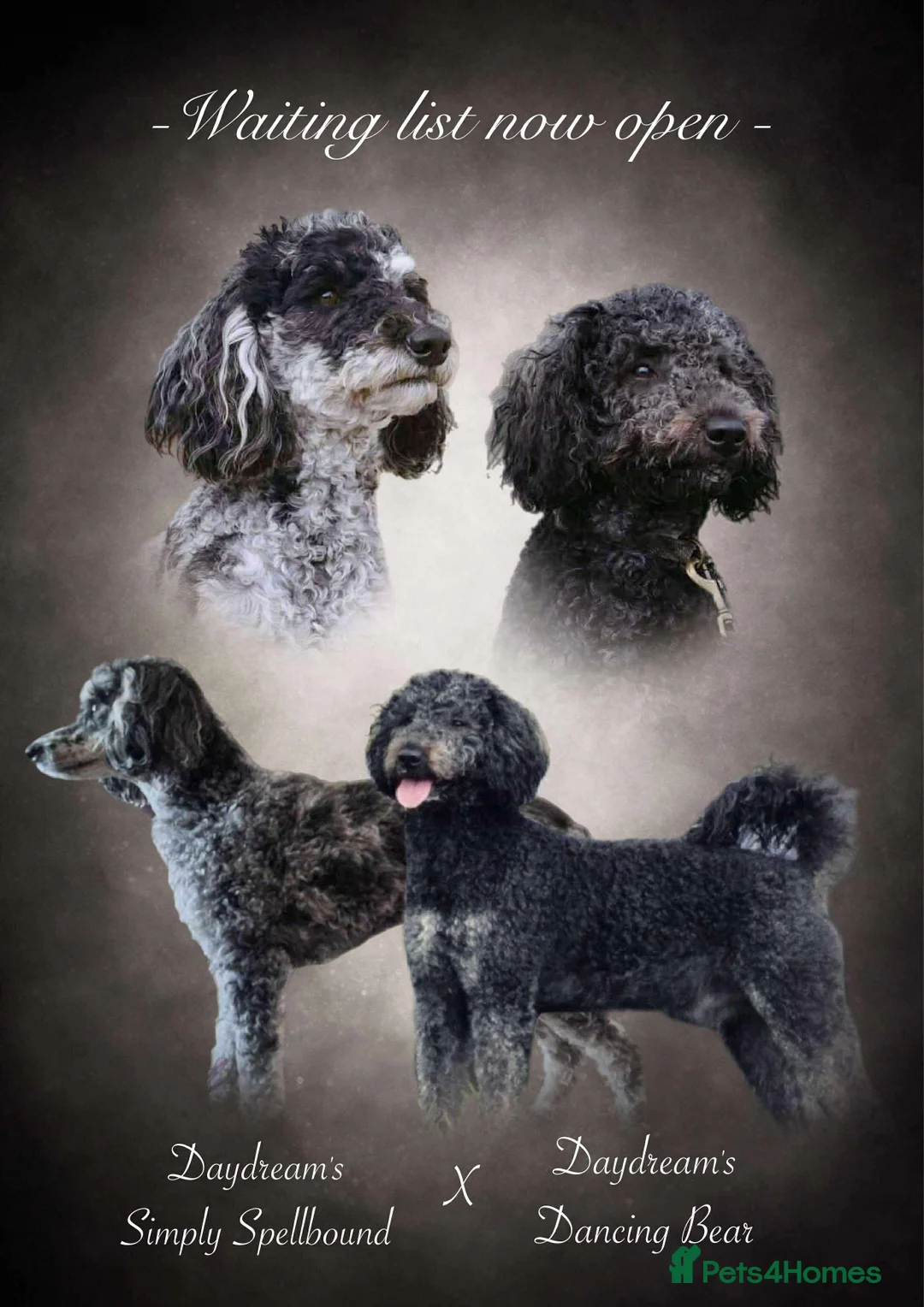 Labradoodle dogs for sale: Exceptional litter waiting list now open  - Advert 1
