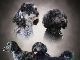 Labradoodle dogs Exceptional litter waiting list now open - Advert 1