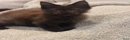 Maine Coon cats for sale: Tica registered ready to go  - Advert 8