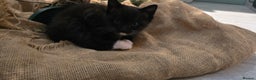 American Shorthair cats for sale: Black and white kitten - Advert 4