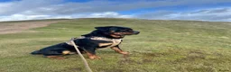 Rottweiler dogs for stud: 3 year old male for stud in exchange for a puppy  in Worcester - Advert 10