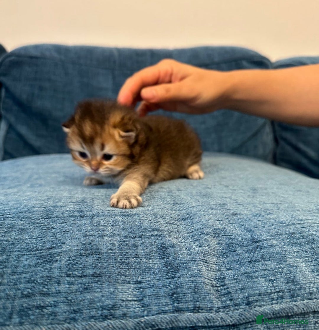 British Longhair cats for sale: Stunning British Longhair Kittens Ready to collect - Image 13