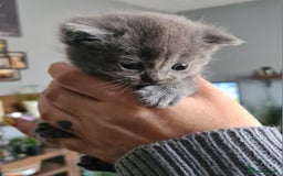 British Shorthair cats for sale: British short hair kittens  - Image 2