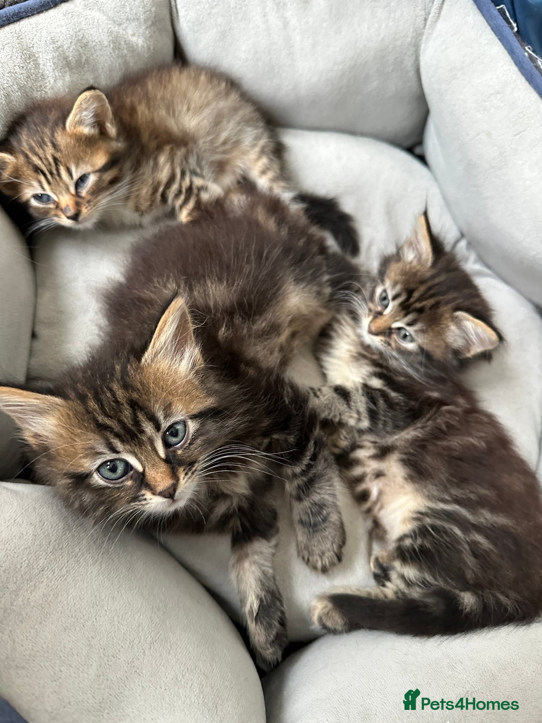 Mixed Breed cats for sale: 3 Half Ragdoll kittens; 2 boys and 1 girl - Advert 6