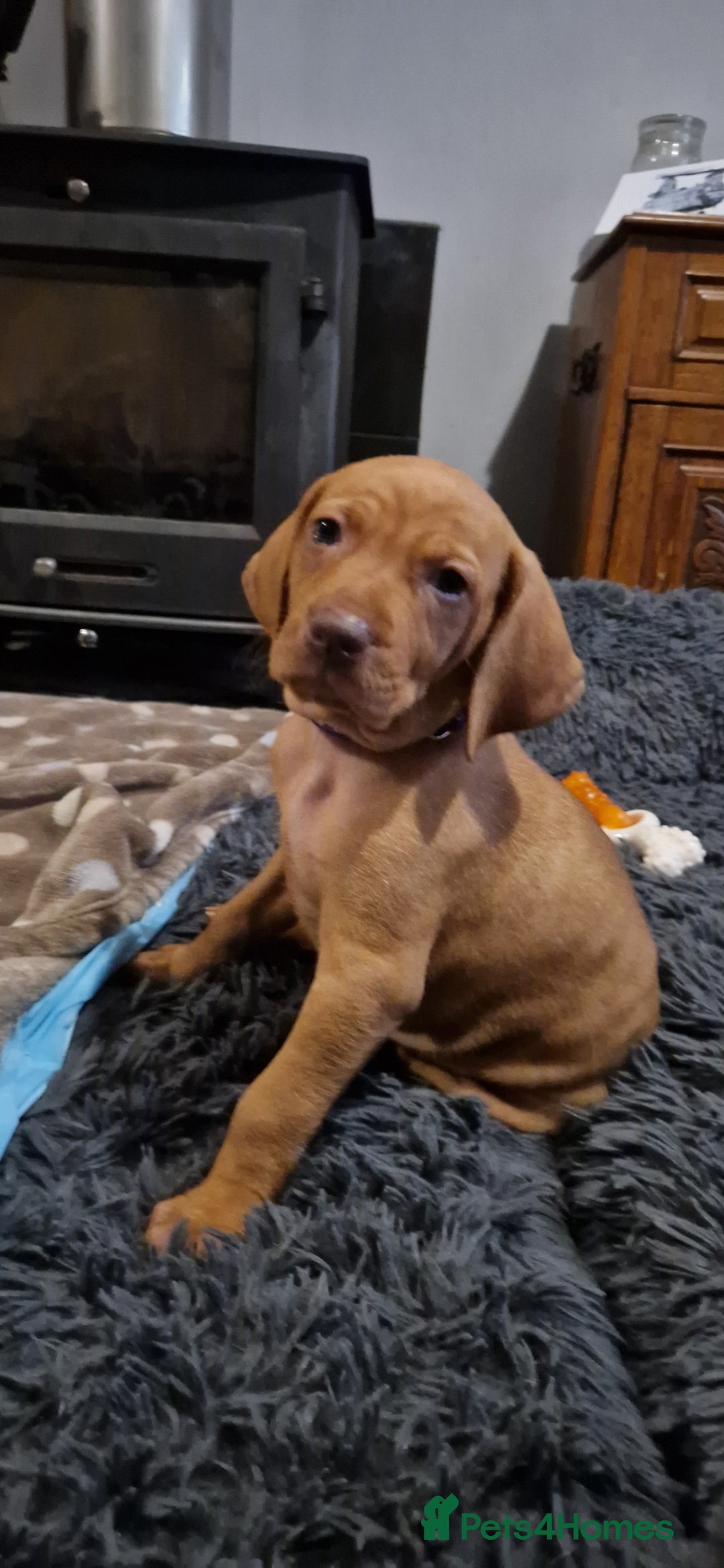 Hungarian Vizsla dogs for sale: Gorgeous bouncy and healthy vizsla pups - Image 10