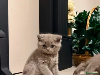 British Shorthair cats 🐾British shorthair kittens for sale!🐾 - Advert 1