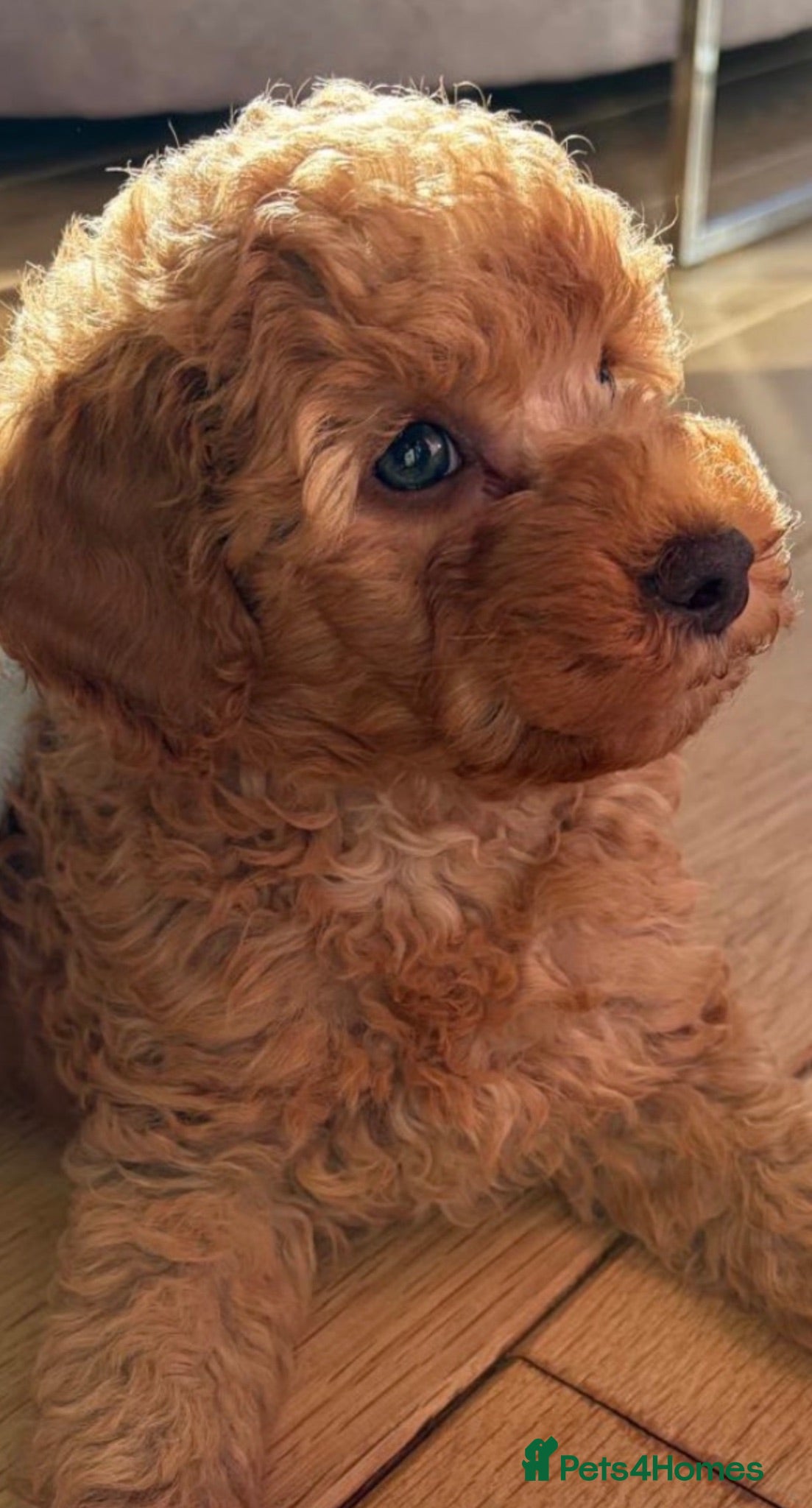 Toy Poodle dogs 5 star Tiny Toy Poodles puppies 🐶 raised with ❣️ - Advert 1