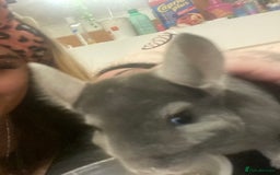 Chinchilla rodents for sale: 3 Year Old Chinchilla  - Image 7