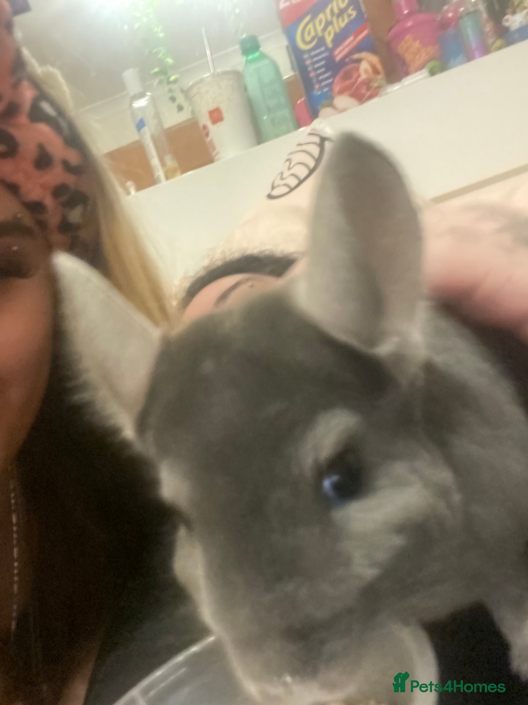 Chinchilla rodents for sale: 3 Year Old Chinchilla  - Image 7