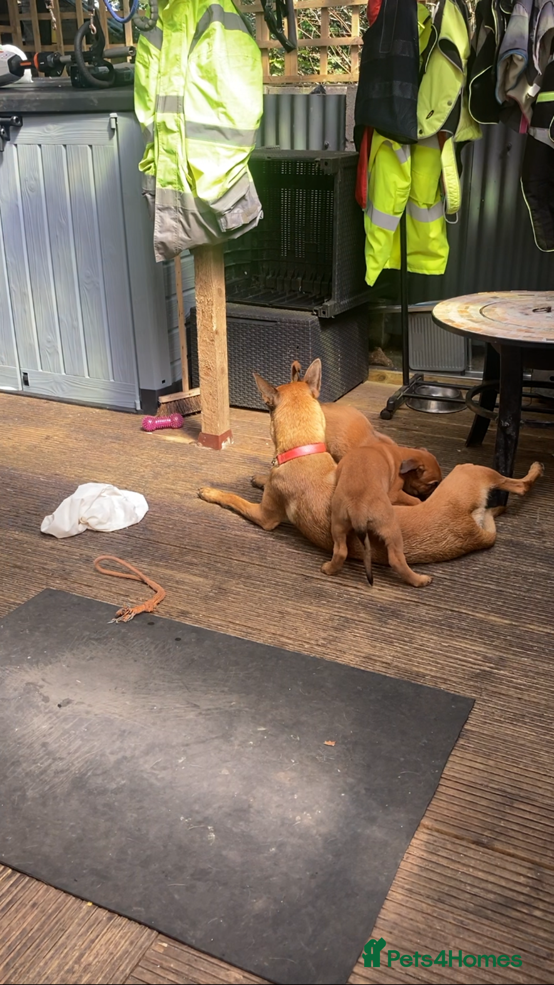Mixed Breed dogs for sale: Belgian Shepherd Malinois x German Shepherd  - Image 11
