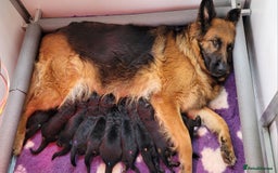 German Shepherd dogs for sale: Superb quality Long coat German Shepherd PuppiesKC - Image 3
