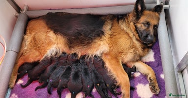 German Shepherd dogs - Advert 7