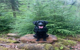 Labrador Retriever dogs for stud: STUD KC registered Labrador Retriever  in Blaenau Ffestiniog - Image 8